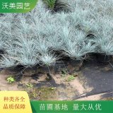 基地出售 藍(lán)羊茅 觀賞草地被植物 宿根綠植 庭院花壇觀賞植物