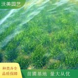 基地供應(yīng) 矮化苦草 植物園風(fēng)景區(qū)水體綠化植物 水族箱觀賞草