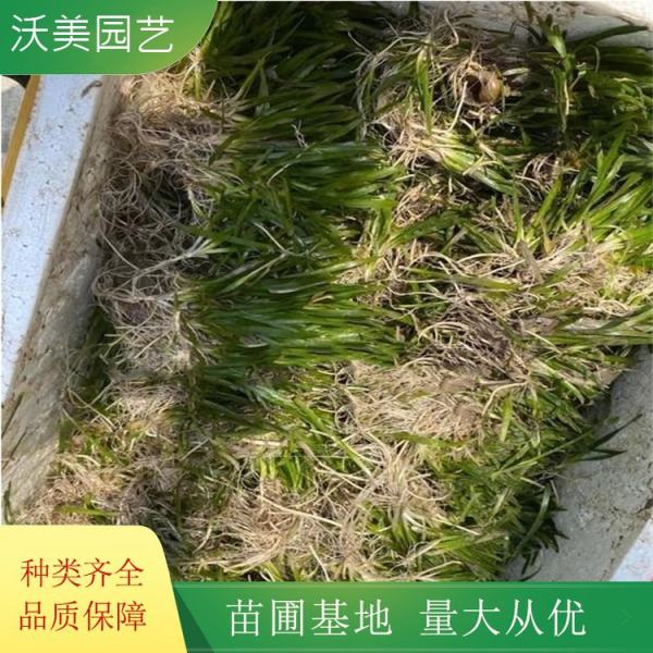 矮化苦草價(jià)格