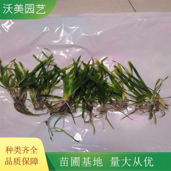 矮化苦草價(jià)格