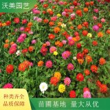 沃美園藝出售百日草小苗 百日菊 地被綠化造景栽植苗