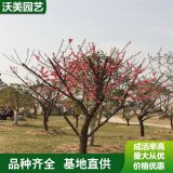 大量出售 朱砂梅 株型饱满长势旺 切花材料 园林绿化工程苗