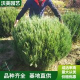 苗圃供应偃柏球树苗 四季常绿 荒山造林护坡苗圃绿化工程苗