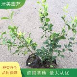 大量供应 金禾女贞地苗 常绿性绿化工程市政苗木 高度20-40公分