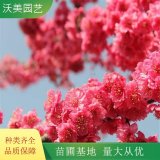 供应 京红早樱 花海工程打造 庭园园林造景植物