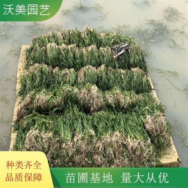 黑藻是什么植物