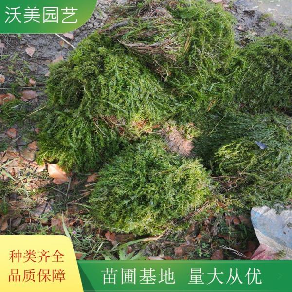 黑藻是什么植物