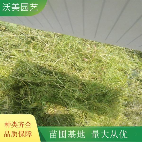 黑藻是什么植物