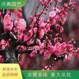 紅梅宮粉梅樹(shù)苗 景點(diǎn)風(fēng)景樹(shù)苗 園林小區(qū)綠化工程苗