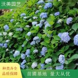 沃美園藝出售 繡球無(wú)盡夏小苗 庭院園林花壇花鏡綠化工程苗