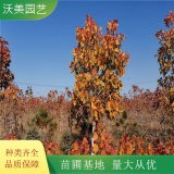 沃美園藝出售 紅葉楊小苗 園林景區(qū)道路列植 根系好 冠幅好