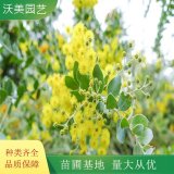 銀葉金合歡苗 盆栽地栽陽(yáng)臺(tái)庭院 開花植物行道樹速生小喬木