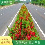 长期供应庭院锦带花观赏红王子锦带 花卉绿化苗木 道路绿化色块苗