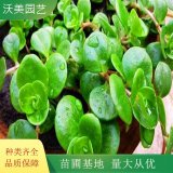 出售圓葉景天 景天科常綠多年生肉質(zhì)草本植物 園林綠化