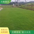 苗圃出售 馬尼拉草坪草皮 耐踐踏園林綠化地被 運(yùn)動(dòng)場(chǎng)所