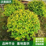 苗圃出售 金葉大花六道木 庭院公園觀賞綠植 花園綠籬種植