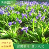 苗圃出售 地被草花 綠色系 紫花鳶尾 濕地庭院道路公園綠化