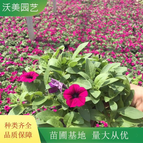 垂吊牵牛花哪里卖