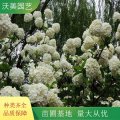 基地供應(yīng)木本繡球 庭院綠化造景灌木 花壇花鏡觀賞花卉 園林改造