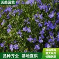 基地出售六倍利 秋季陽臺庭院室內(nèi)盆栽植物 戶外公園花海 花壇