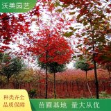 沃美園藝出售 歐洲紅櫟樹 園林景區(qū)列植 孤植 觀賞景觀樹