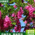 苗圃出售 香花槐 花海工程打造 庭院園林造景植物