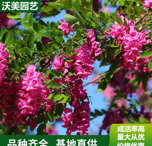 香花槐价格