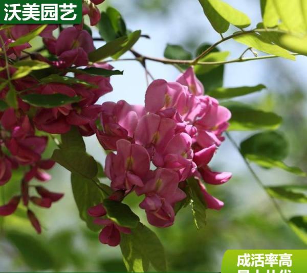 香花槐价格