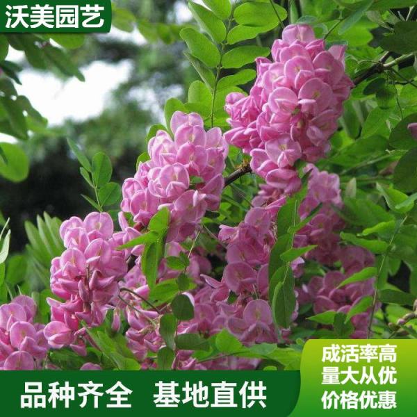 香花槐价格