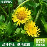 苗圃供應(yīng) 旋復(fù)花 花海工程打造 庭園園林造景植物