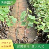 沃美園藝出售 葡萄樹(shù)苗 棚架墻體攀援綠化 果園栽植苗