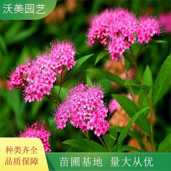 粉花绣线菊