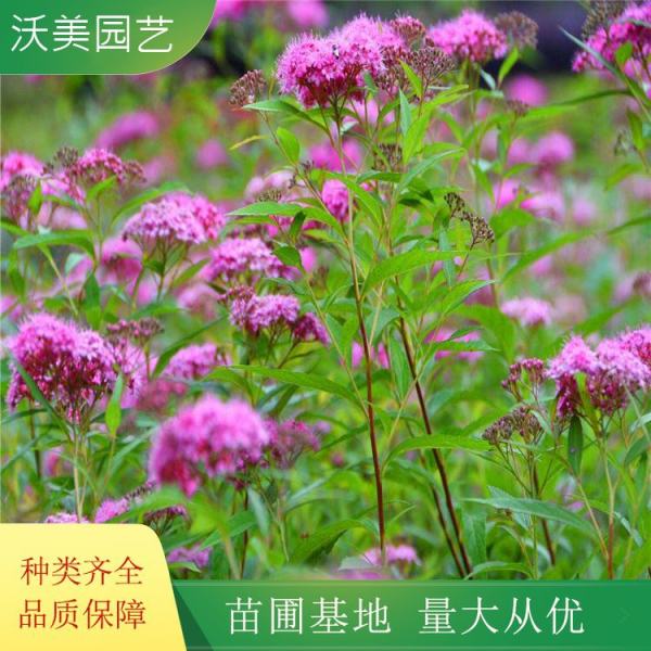 粉花绣线菊