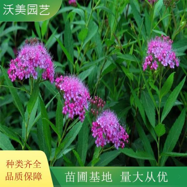 粉花绣线菊