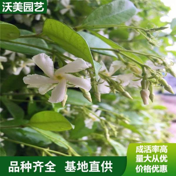 风车茉莉价格