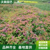 苗圃出售 红花绣线菊杯苗 庭院花园风景花苗 绿化工程苗四季种植