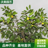 苗圃出售 金花茶盆苗 庭院綠化觀賞開(kāi)花植物 根系發(fā)達(dá)易成活