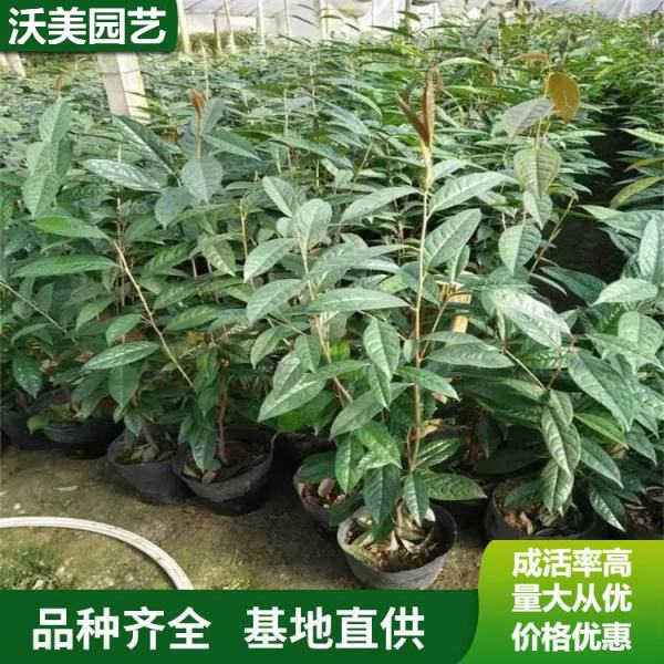 金花茶价格