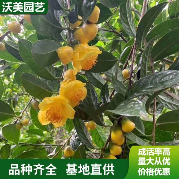 金花茶价格