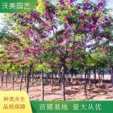 苗圃出售 香花槐 花海工程打造 园林庭院造景植物