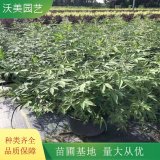 基地出售 穗花牡荆 花镜打造苗木 园林绿化观赏植物