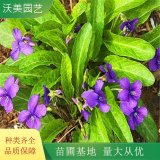 基地供應(yīng)紫花地丁 小包裝庭院用 基地綠化工程苗木 花卉苗