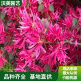 基地供應(yīng)造型紅花檵木 花海工程打造 庭院園林造景植物