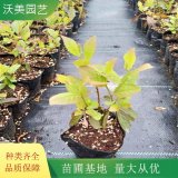 大量供应 弗森虎耳（荷兰鼠刺）绿化苗木 园林庭院造景植物