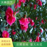 山茶花 苗木基地直營茶花 喜溫暖 濕潤 花朵漂亮 庭院路邊種植