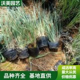 大量出售须芒草 庭院公园小区观赏植物 道路绿化植物