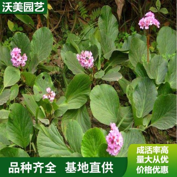 岩白菜价格