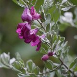 基地供应 红花玉芙蓉苗 室内装饰点缀 水岸及园路边绿化造景苗