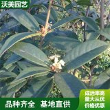 基地日香桂树苗 园林绿化观花植物 阳台盆栽观赏花卉 日香桂