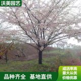 長期供應(yīng)櫻花 日本早櫻 各種櫻花品種 庭院小區(qū)園林綠化